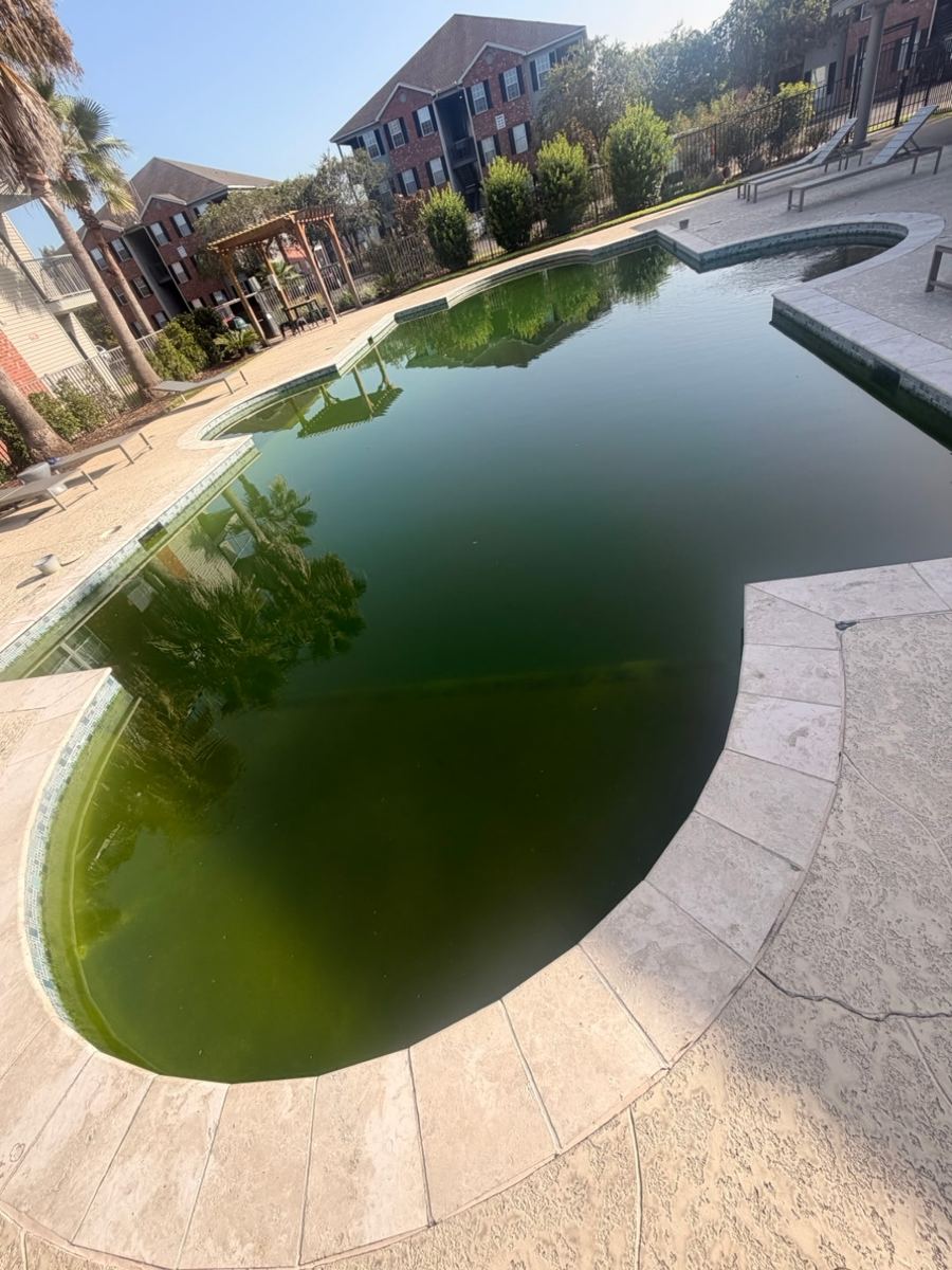 Community pool before cleaning, green water